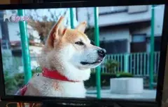 Panasonic24型液晶テレビ VIERA【送料無料】